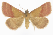 Phytometra viridaria