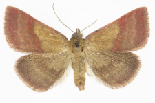 Phytometra viridaria