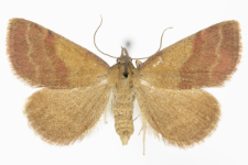 Phytometra viridaria