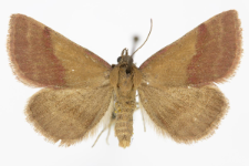 Phytometra viridaria