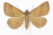 Phytometra viridaria