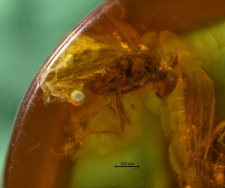 Dolichopodidae