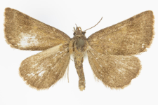 Phytometra viridaria