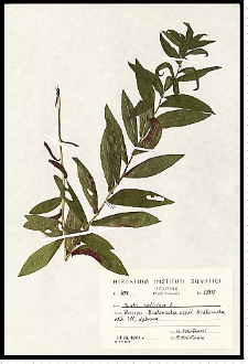 Inula salicina L.