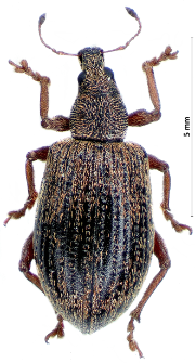 Polydrusus mollis (H. Strøm, 1768)