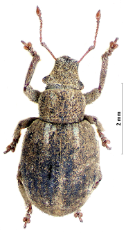 Strophosoma capitatum (Ch. De Geer, 1775)