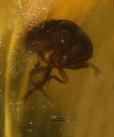 Coleoptera