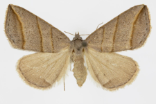 Colobochyla salicalis