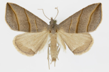 Colobochyla salicalis