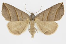 Colobochyla salicalis