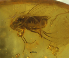 Dolichopodidae