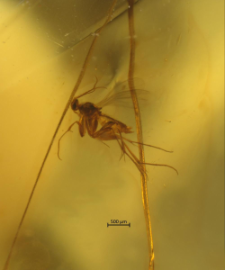 Mycetophilidae