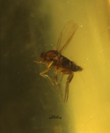 Phoridae