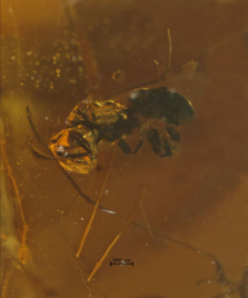 Hymenoptera (Apocrita)