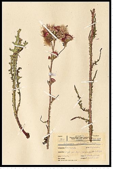 Cirsium palustre (L.) Scop.