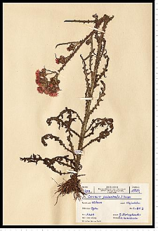 Cirsium palustre (L.) Scop.