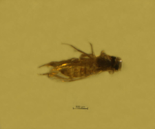 Phoridae