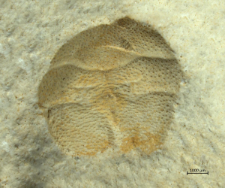 Goniodromites narinosus