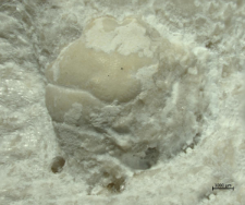 Goniodromites narinosus