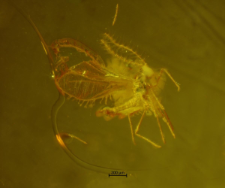 Cecidomyiidae