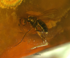 Dolichopodidae