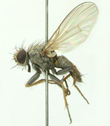 Lispocephala erythrocera (Robineau-Desvoidy, 1830)