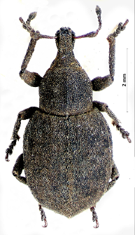 Tropiphorus elevatus (J.F.W. Herbst, 1795)