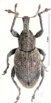 Alophus triguttatus (Fabricius, 1775)