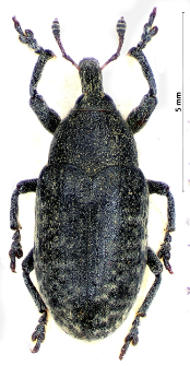 Larinus planus (Fabricius, 1792)