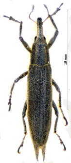 Lixus paraplecticus (Linnaeus, 1758)