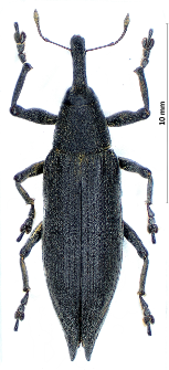 Lixus iridis Olivier, 1807