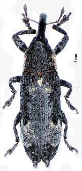 Lixus cylindrus (Fabricius, 1781)