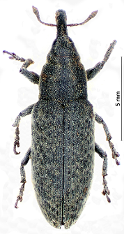 Lixus cardui Olivier, 1807