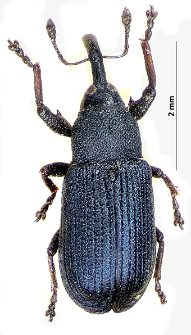 Magdalis duplicata E.F. Germar, 1818