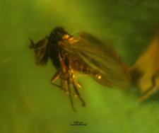 Microphoridae