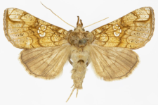 Polychrysia moneta