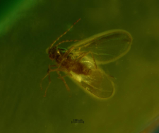 Cecidomyiidae