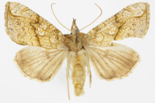 Polychrysia moneta