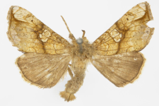 Polychrysia moneta