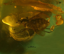 Anisopodidae