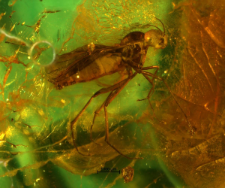 Anisopodidae