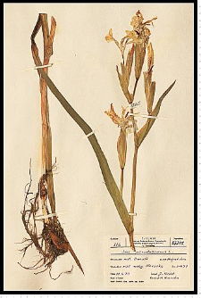 Iris pseudacorus L.