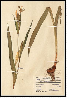 Iris pseudacorus L.