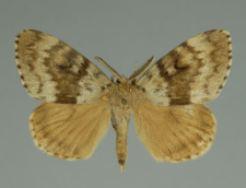 Lymantria dispar (Linnaeus, 1758)