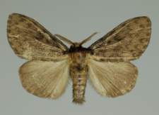 Lymantria monacha (Linnaeus, 1758)