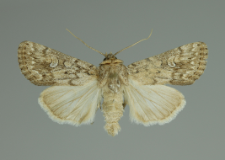 Dichagyris forcipula (Denis & Schiffermüller, 1775)