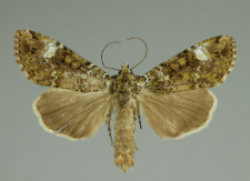 Anaplectoides prasina (Denis & Schiffermüller, 1775)