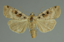 Xestia triangulum (Hufnagel, 1766)