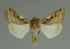 Xestia c-nigrum (Linnaeus, 1758)