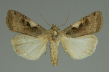 Xestia c-nigrum (Linnaeus, 1758)